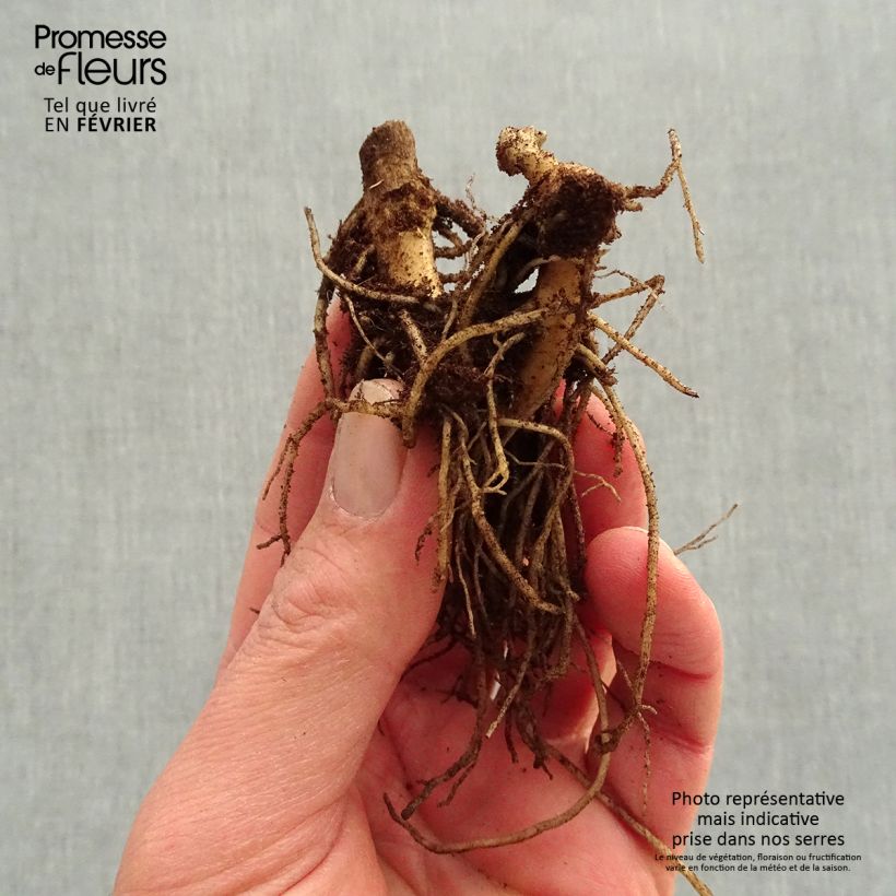 Example of Phlox paniculata Younique Orange Naakte wortel as you get in hiver