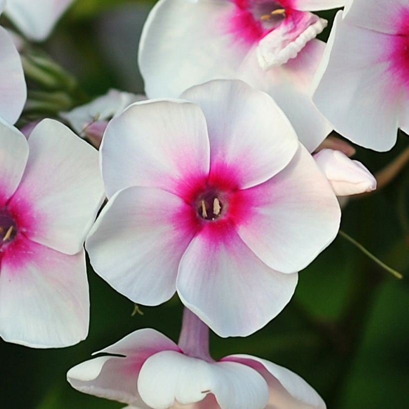 Phlox paniculata Younique Trendy - Vlambloem (Flowering)