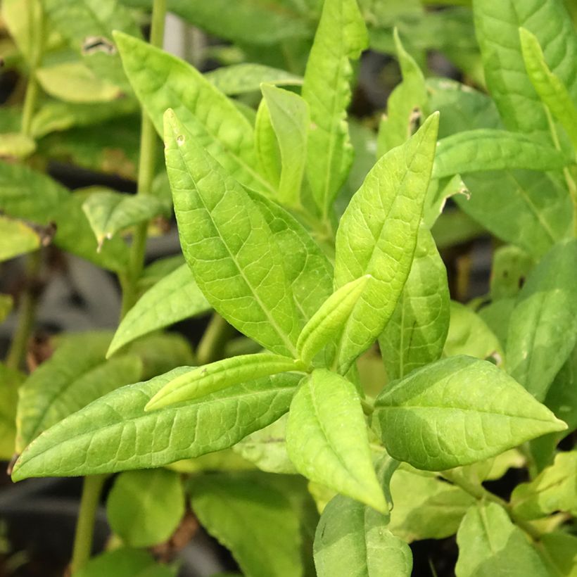 Phlox paniculata Younique Wit - Vlambloem (Blad)