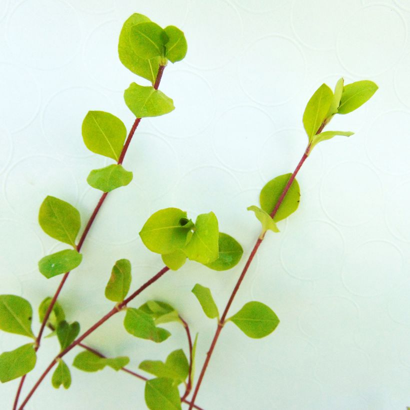 Phlox stolonifera Blue Ridge - Kruipvlambloem (Foliage)