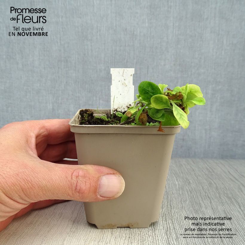Exemplaar van Phlox stolonifera Blue Ridge - Kruipvlambloem Kweekpotje van 8/9 cm zoals geleverd in de herfst