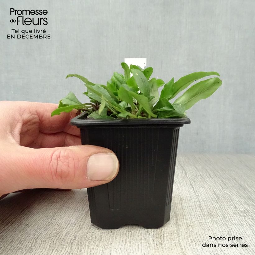 Example of Phlox stolonifera Blue Ridge Kweekpotje van 8/9 cm as you get in hiver