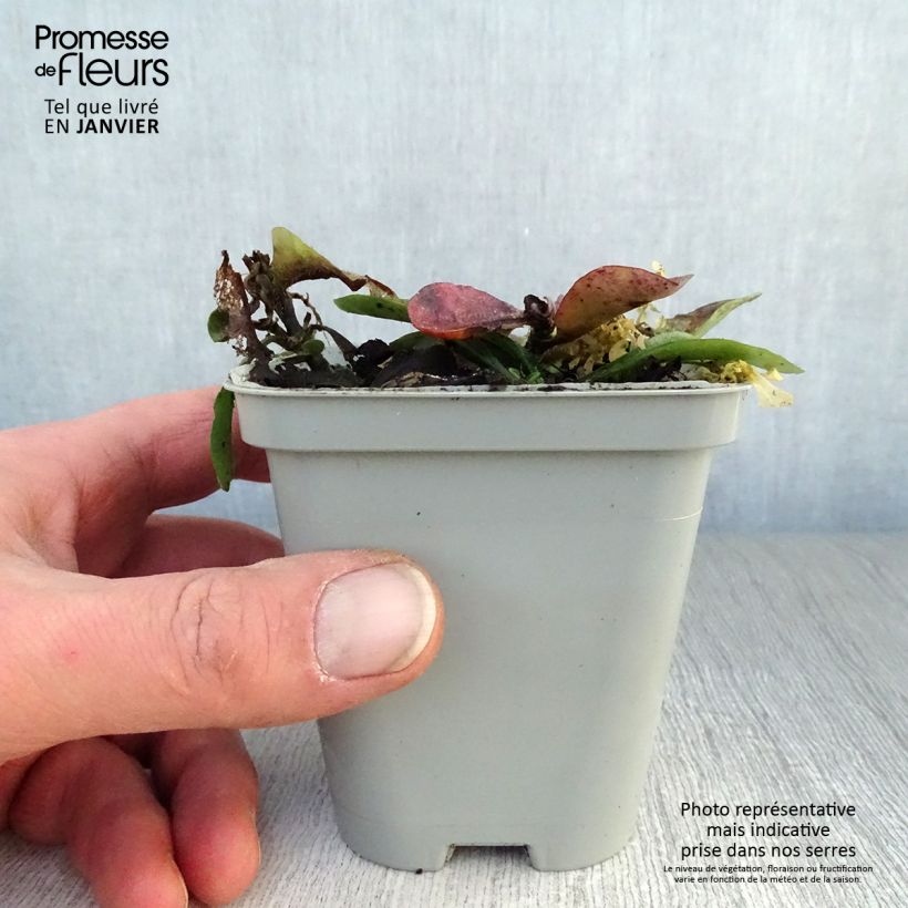 Example of Phlox stolonifera Home Fires - Kruipvlambloem Kweekpotje van 8/9 cm as you get in hiver