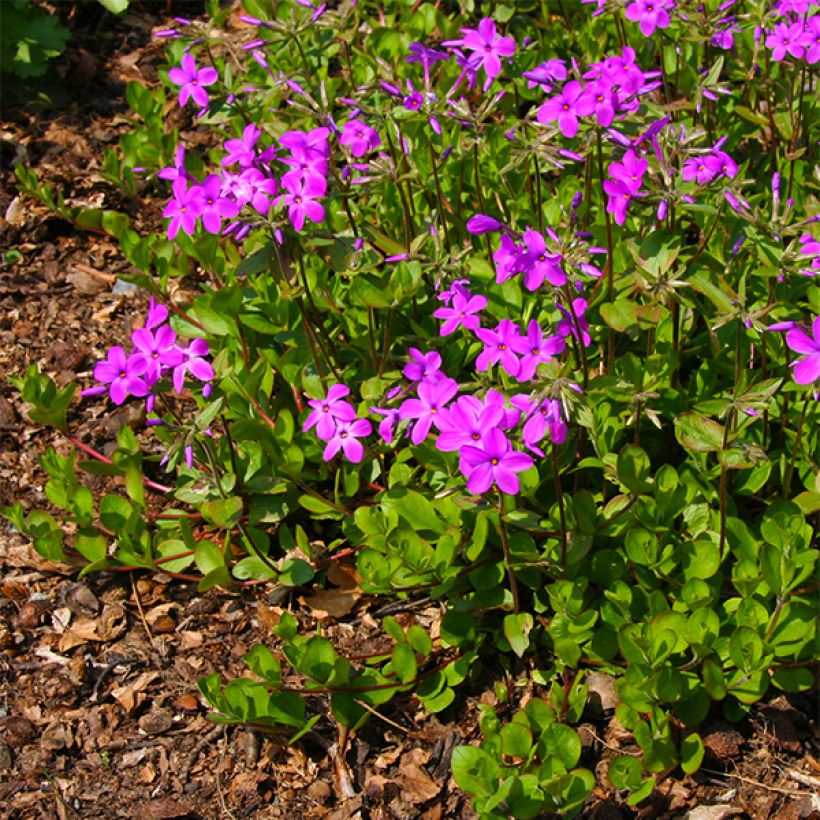 Phlox stolonifera Purpurea - Kruipvlambloem (Bloei)
