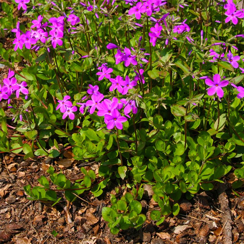 Phlox stolonifera Purpurea - Kruipvlambloem (Groeiplaats)