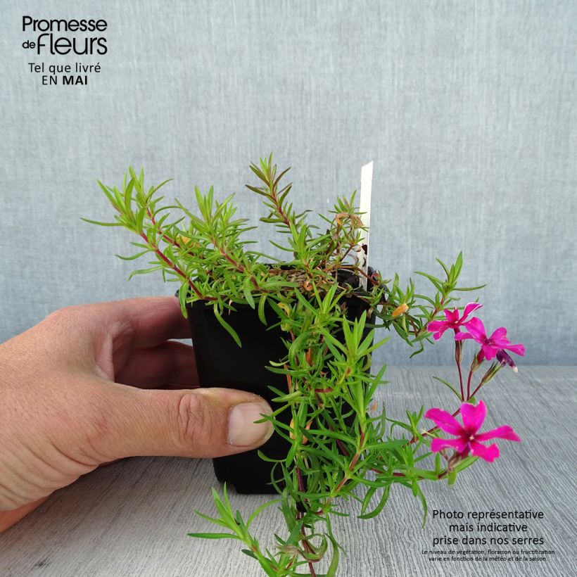 Exemplaar van Phlox subulata Atropurpurea - Kruipende vlambloem Kweekpotje van 8/9 cm zoals geleverd in de lente