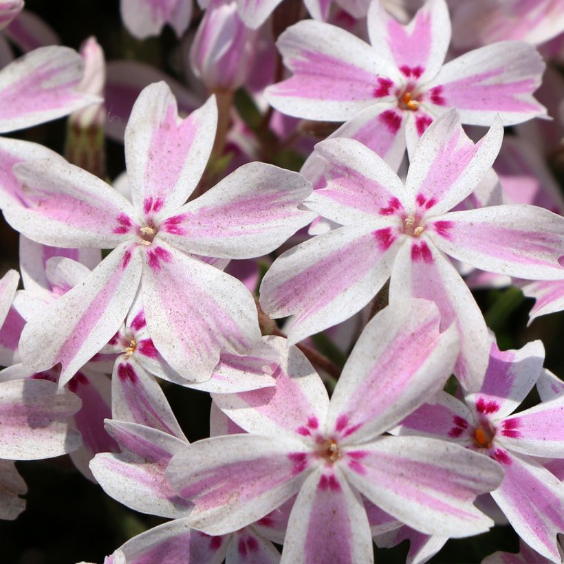 Phlox subulata Drumm - Kruipende vlambloem (Bloei)