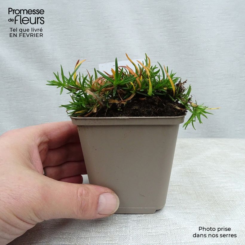 Example of Phlox subulata Emerald Cushion Blue - Kruipende vlambloem Kweekpotje van 8/9 cm as you get in hiver