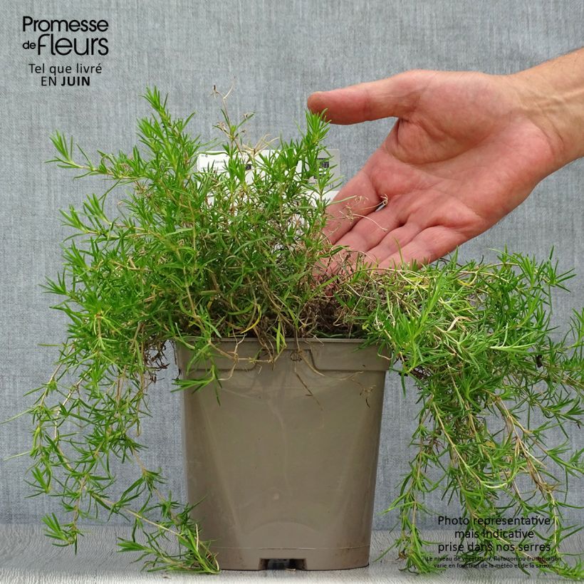 Exemplaar van Phlox subulata Emerald Cushion Blue - Kruipende vlambloem Pot van 2 l/3 l zoals geleverd in de zomer