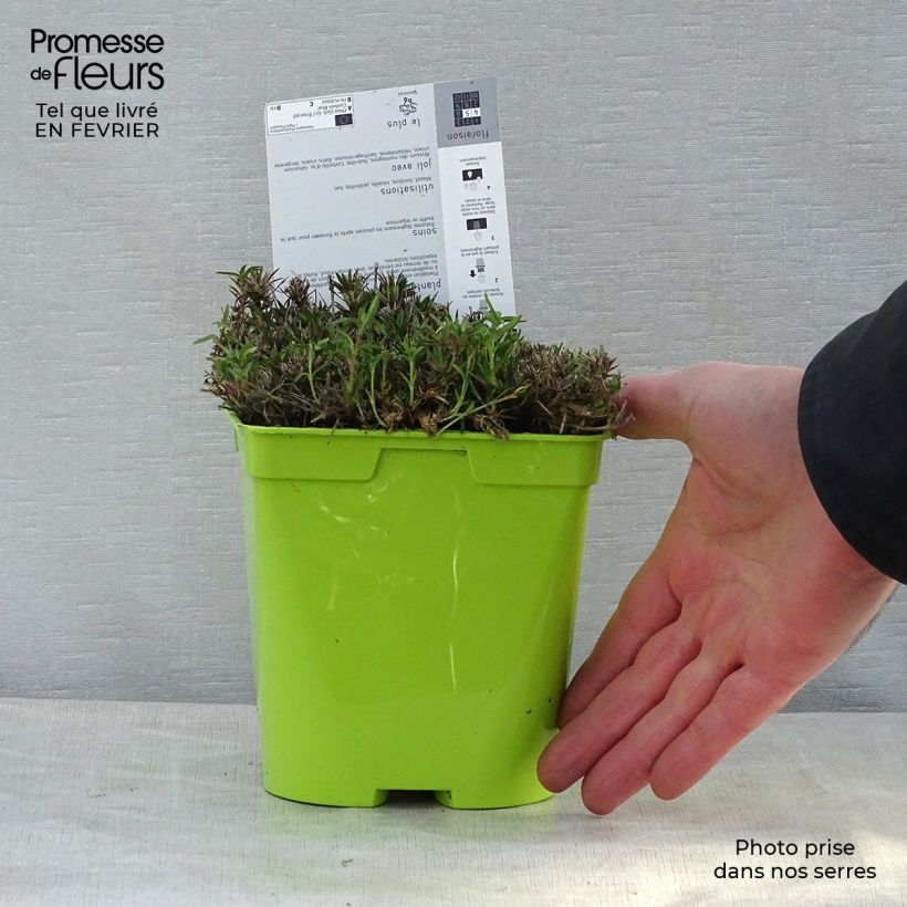 Example of Phlox subulata Emerald Cushion Blue - Kruipende vlambloem Pot van 2 l/3 l as you get in hiver