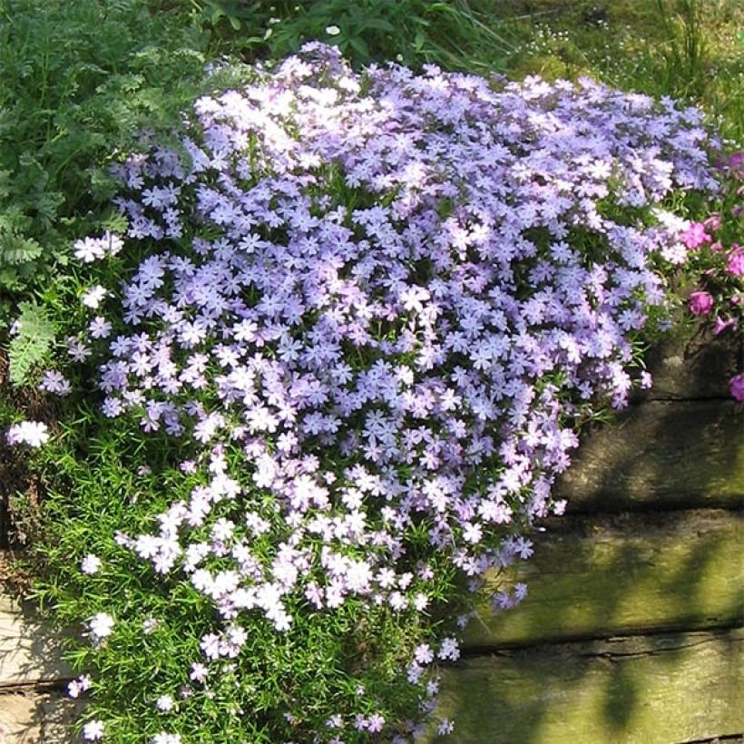Phlox subulata Emerald Cushion Blue - Kruipende vlambloem (Plant habit)