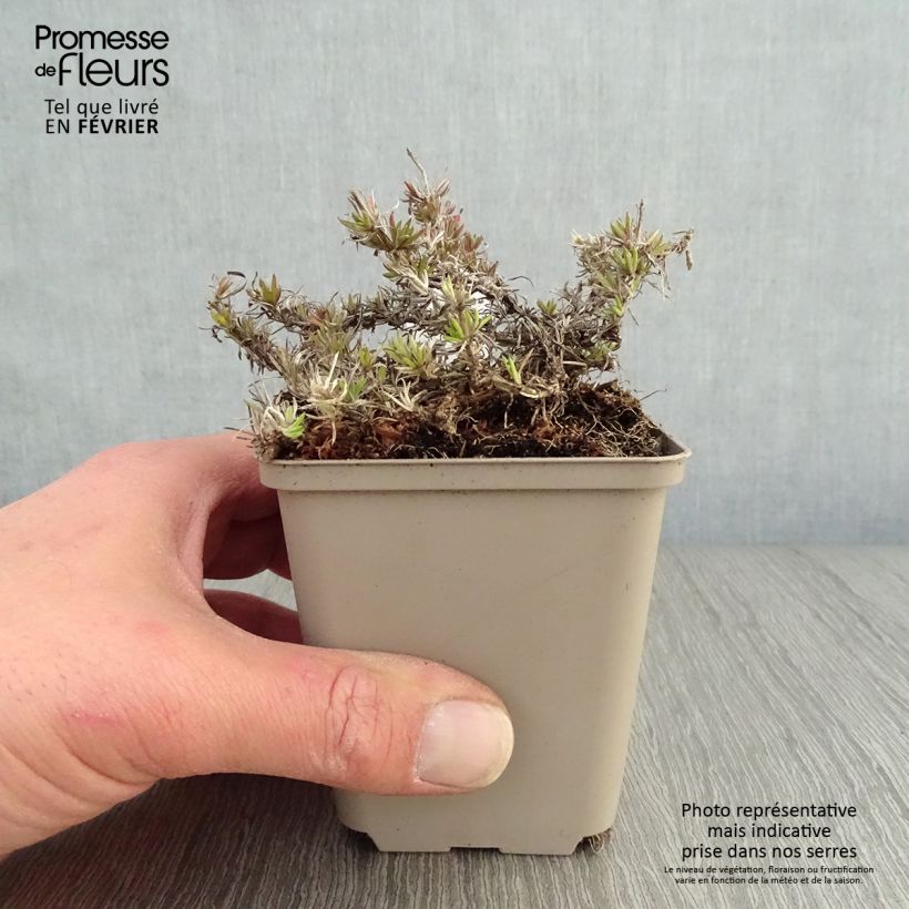 Example of Phlox subulata McDaniel's Cushion - Phlox mousse Kweekpotje van 8/9 cm as you get in hiver