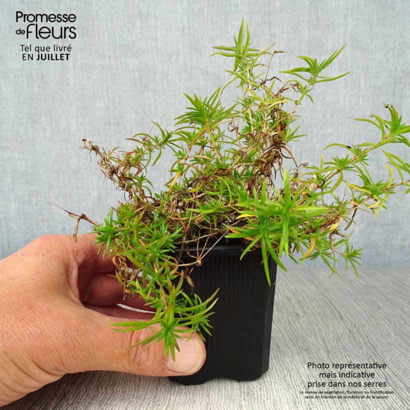 Exemplaar van Phlox subulata Purple Beauty - Kruipende vlambloem Kweekpotje van 8/9 cm zoals geleverd in de zomer