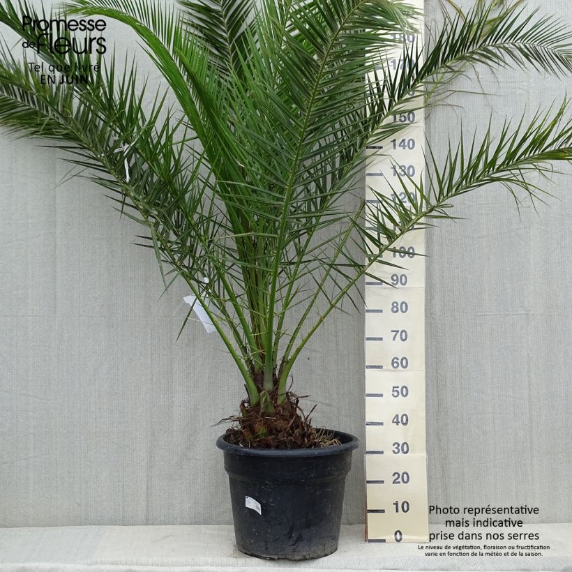 Exemplaar van Phoenix canariensis - Canarische dadelpalm Pot de 30L/35L zoals geleverd in de lente