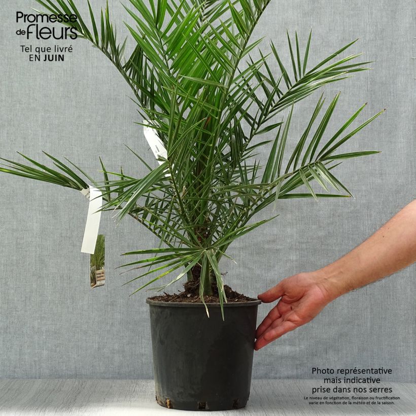 Exemplaar van Phoenix canariensis - Canarische dadelpalm Pot van 6 l/7 l zoals geleverd in de zomer