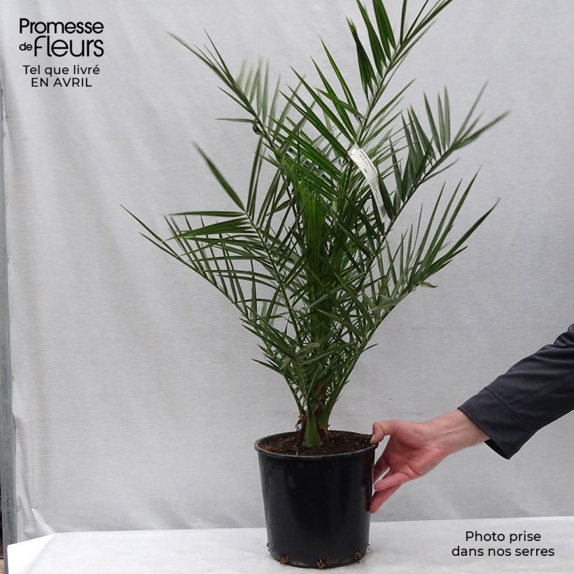 Exemplaar van Phoenix canariensis - Canarische dadelpalm Pot van 6 l/7 l zoals geleverd in de lente