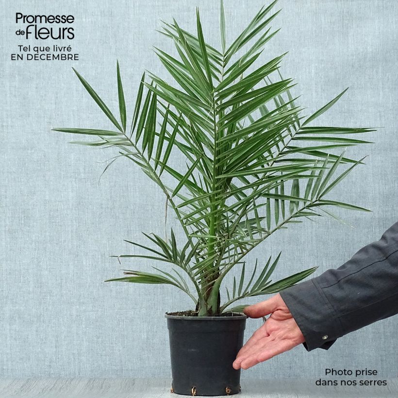 Example of Phoenix canariensis - Canarische dadelpalm Pot van 1 l/1,5 l as you get in hiver