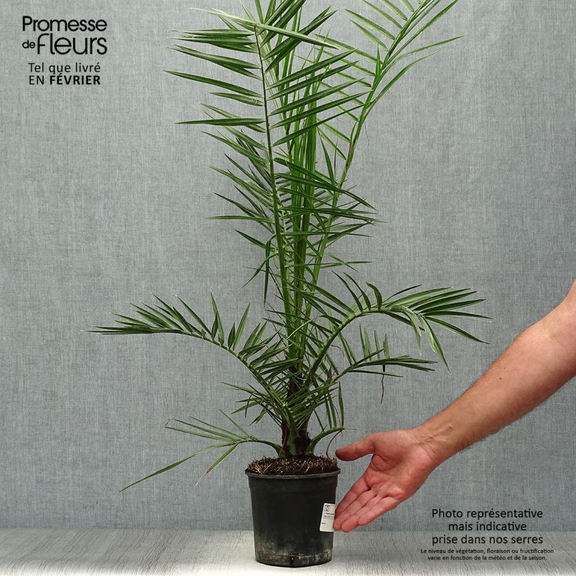 Exemplaar van Phoenix canariensis - Canarische dadelpalm Pot van 1 l/1,5 l zoals geleverd in de herfst