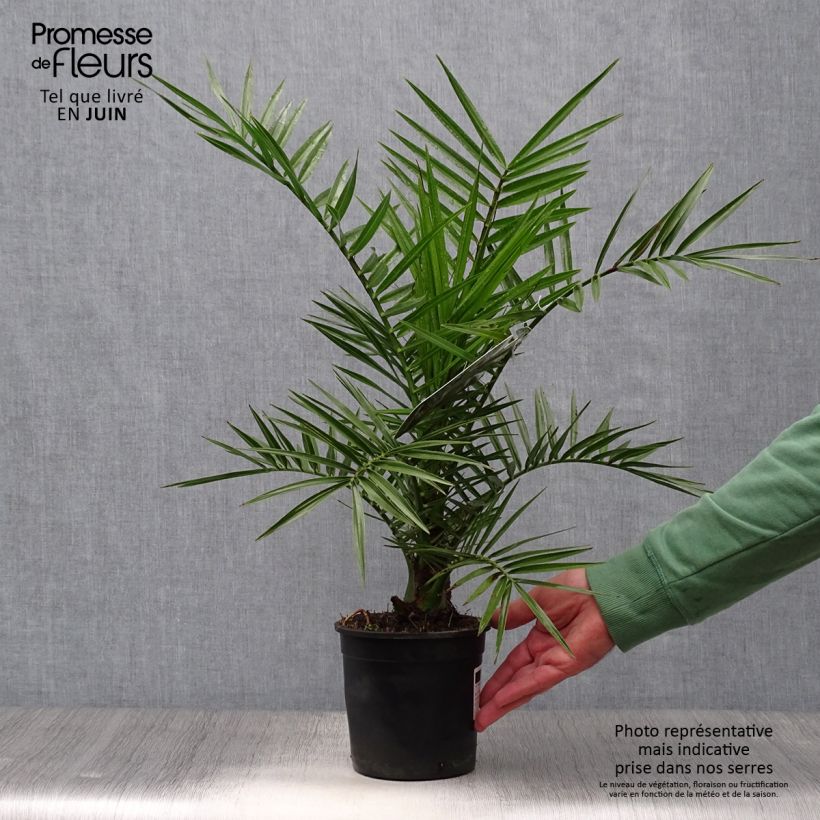 Exemplaar van Phoenix canariensis - Canarische dadelpalm Pot van 1 l/1,5 l zoals geleverd in de zomer