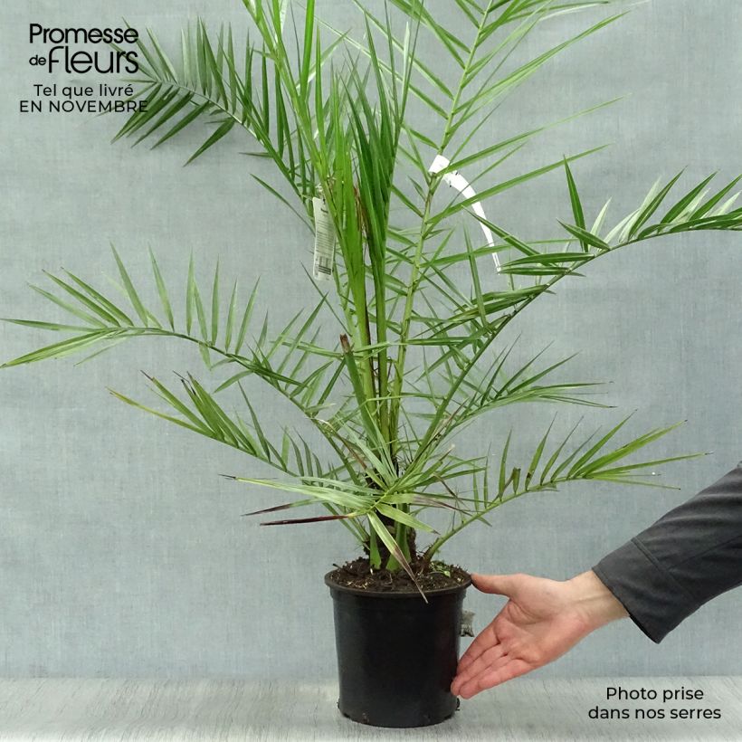 Exemplaar van Phoenix canariensis - Canarische dadelpalm Pot van 3 l/4 l zoals geleverd in de herfst