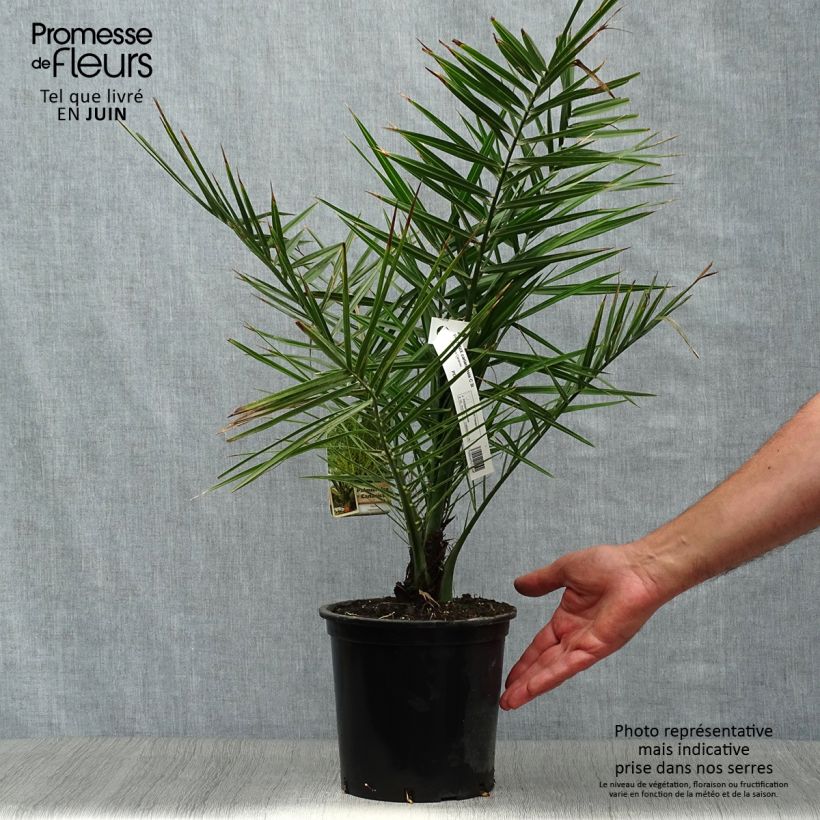 Exemplaar van Phoenix canariensis - Canarische dadelpalm Pot van 3 l/4 l zoals geleverd in de zomer