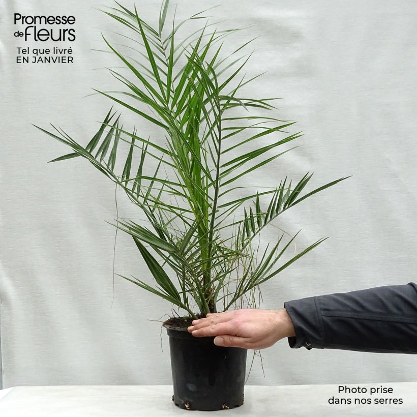 Example of Phoenix canariensis - Canarische dadelpalm Pot van 3 l/4 l as you get in hiver