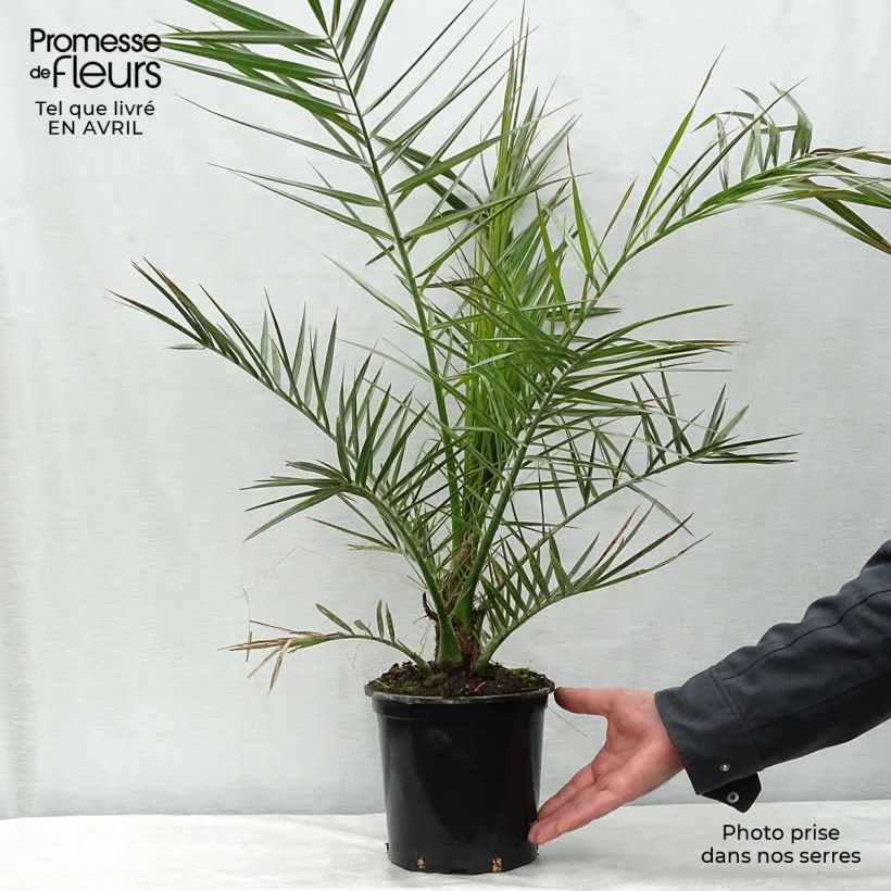 Exemplaar van Phoenix canariensis - Canarische dadelpalm Pot van 3 l/4 l zoals geleverd in de lente