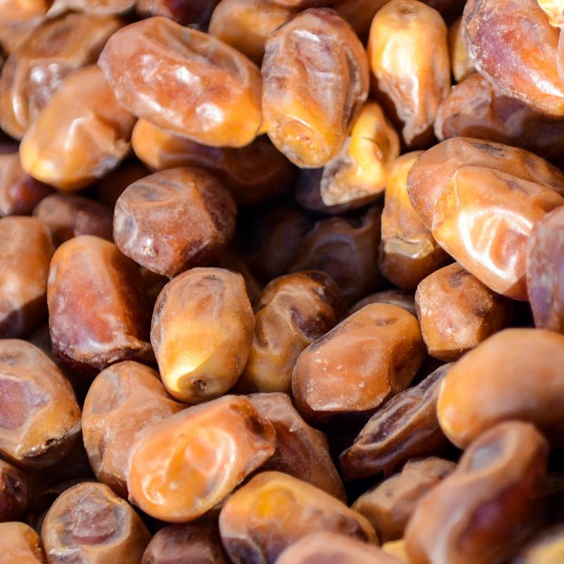 Phoenix dactylifera - Dadelpalm (Oogst)