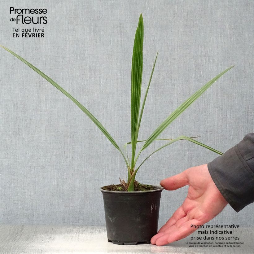 Exemplaar van Phoenix dactylifera - Dadelpalm Pot van 12 cm / 13 cm zoals geleverd in de winter