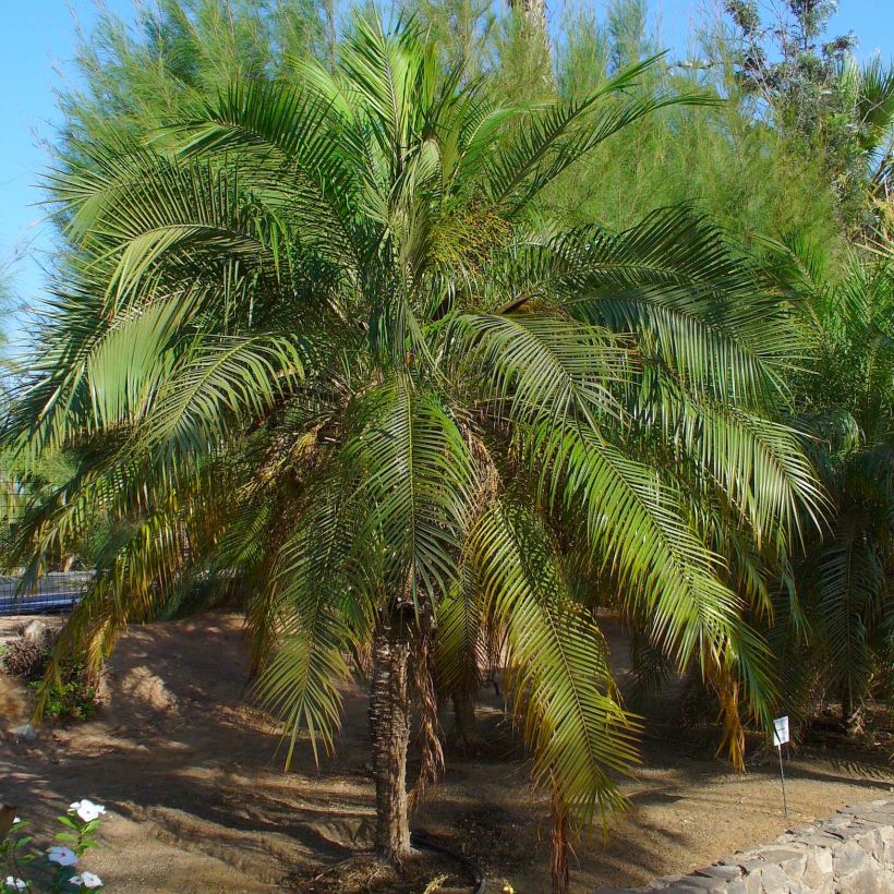 Phoenix roebelinii - Dwergdadelpalm (Plant habit)