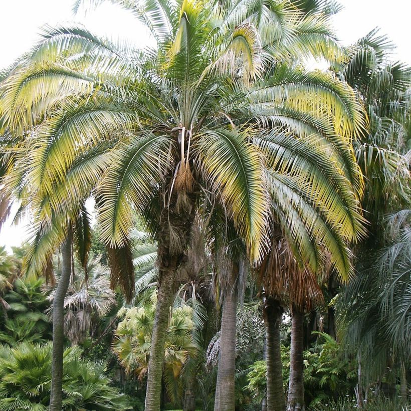 Phoenix rupicola - Rotsdadelpalm (Plant habit)