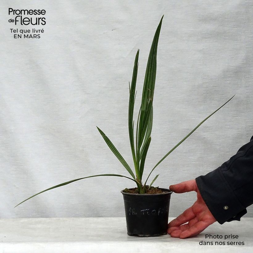 Exemplaar van Phoenix theophrasti - Kretenzische dadelpalm Pot van 12 cm / 13 cm zoals geleverd in de lente