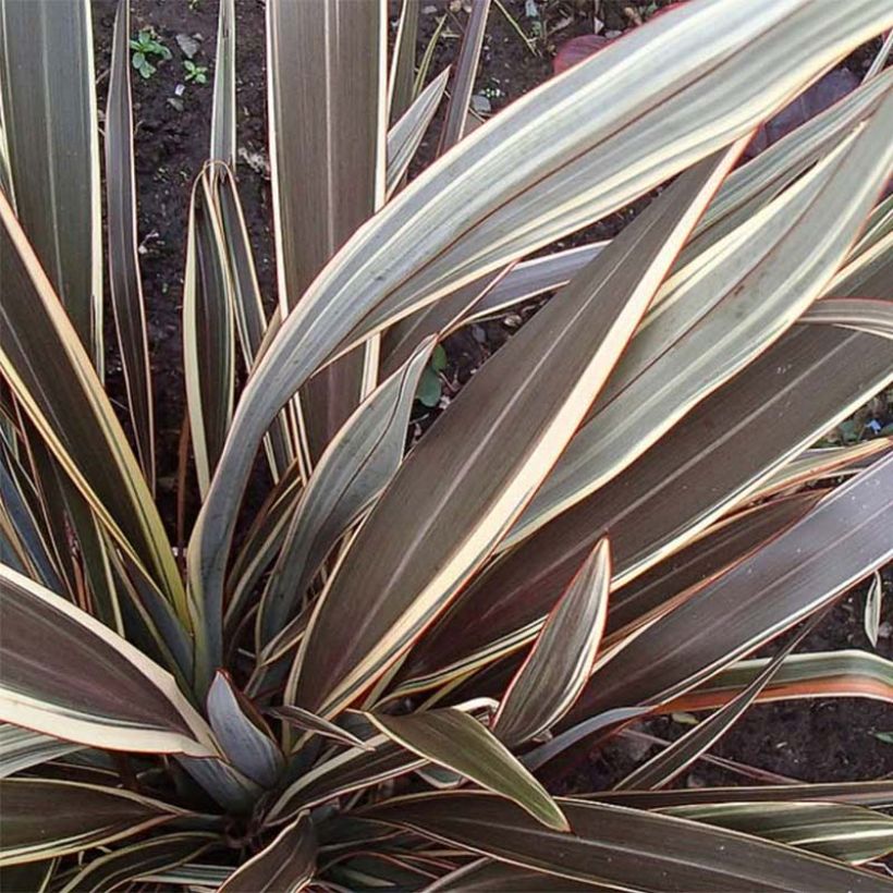 Phormium Alison Blackman - Nieuw-Zeelands vlas (Foliage)
