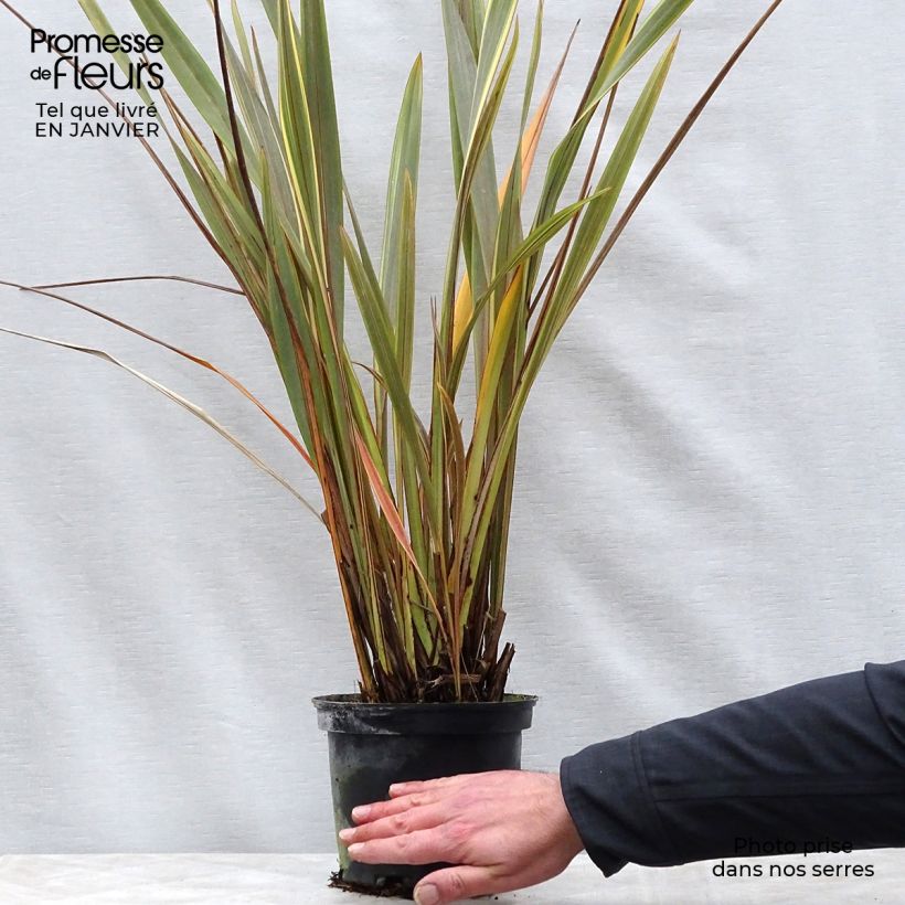 Example of Phormium Alison Blackman - Lin de Nouvelle-Zélande Pot van 3 l/4 l as you get in hiver
