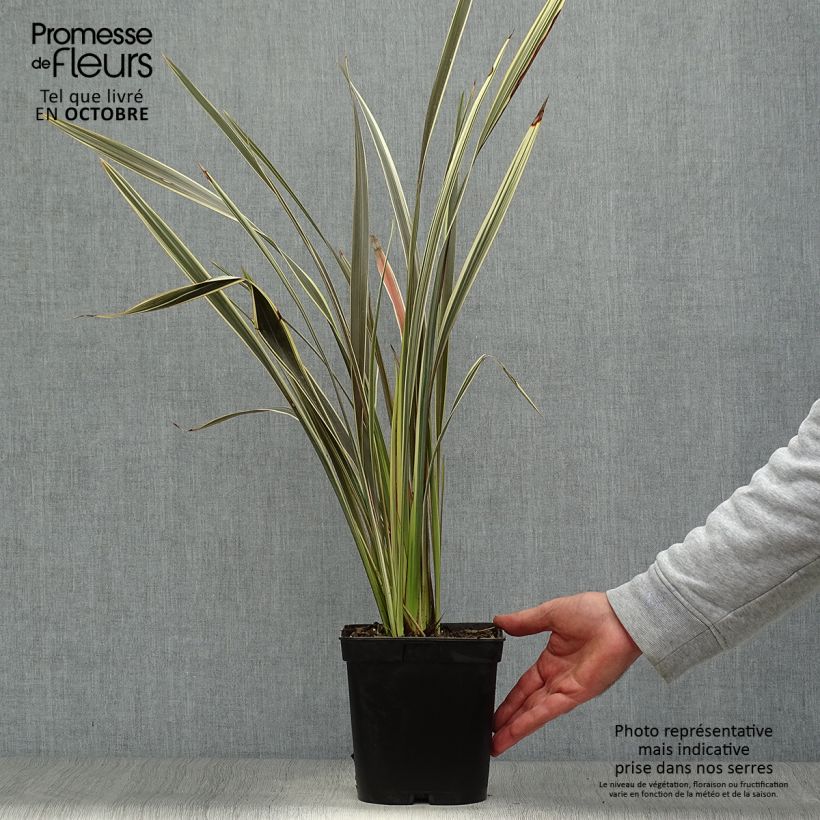 Exemplaar van Phormium Alison Blackman - Nieuw-Zeelands vlas Pot van 3 l/4 l zoals geleverd in de herfst