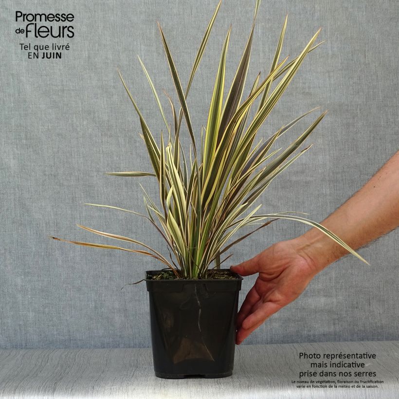 Exemplaar van Phormium Alison Blackman - Nieuw-Zeelands vlas Pot van 3 l/4 l zoals geleverd in de zomer
