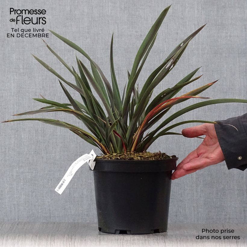 Example of Phormium Chocomint - Lin de Nouvelle-Zélande  Pot van 3 l/4 l as you get in hiver