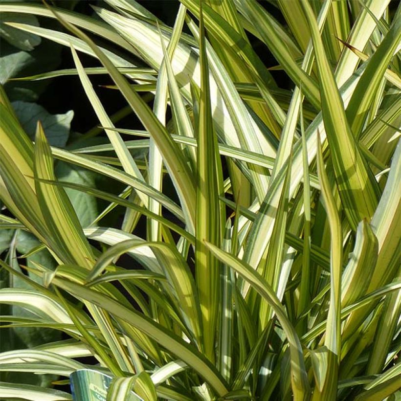Phormium Cream Delight - Nieuw-Zeelands vlas (Foliage)