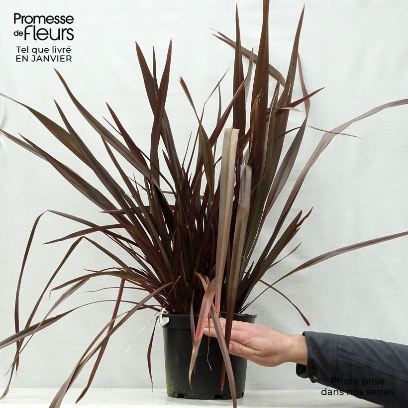 Example of Phormium Dark Delight - Lin de Nouvelle-Zélande Pot van 4 l/5 l as you get in hiver