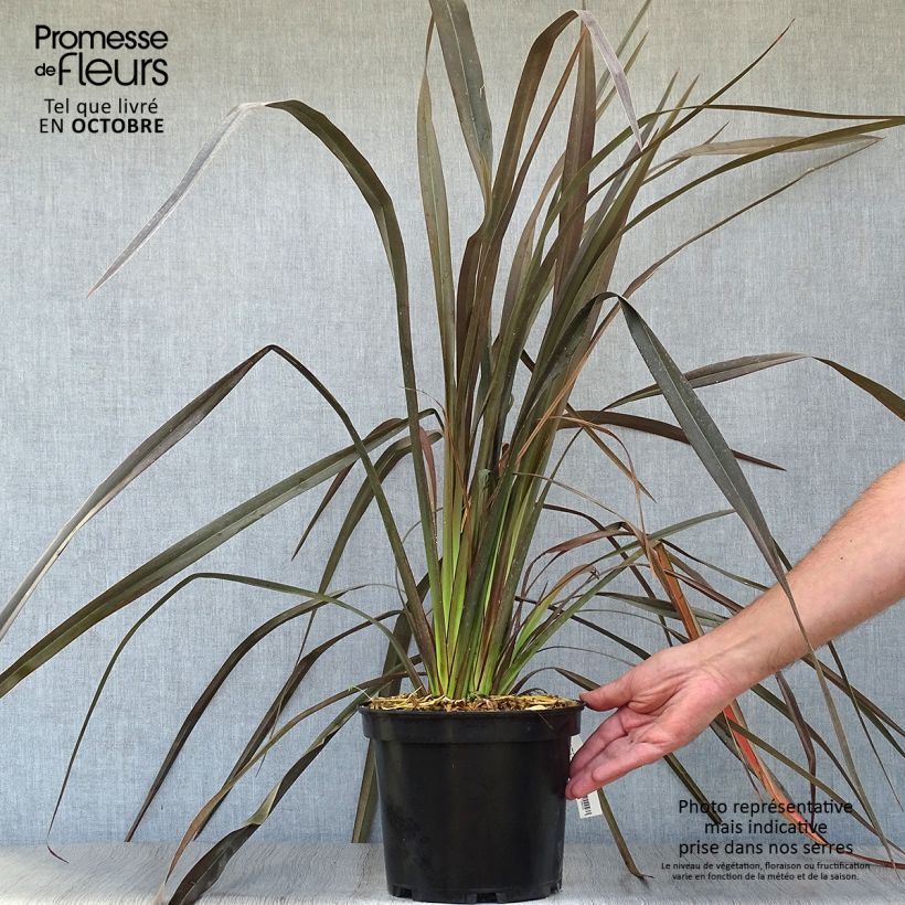 Exemplaar van Phormium Dark Delight - Nieuw-Zeelands vlas Pot van 4 l/5 l zoals geleverd in de herfst