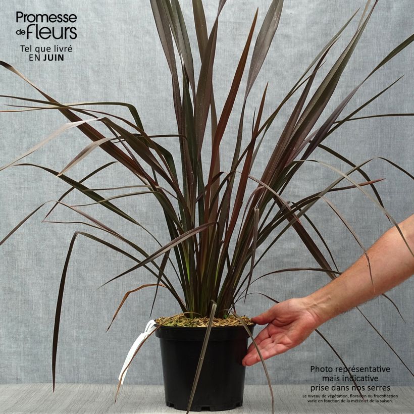 Exemplaar van Phormium Dark Delight - Nieuw-Zeelands vlas Pot van 4 l/5 l zoals geleverd in de zomer