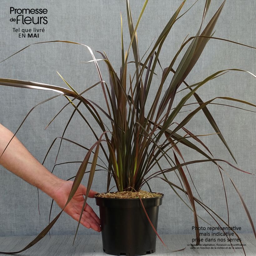 Exemplaar van Phormium Dark Delight - Nieuw-Zeelands vlas Pot van 4 l/5 l zoals geleverd in de lente