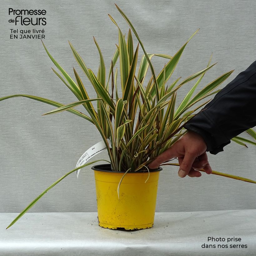 Example of Phormium Golden Ray - Lin de Nouvelle-Zélande Pot van 2 l/3 l as you get in hiver