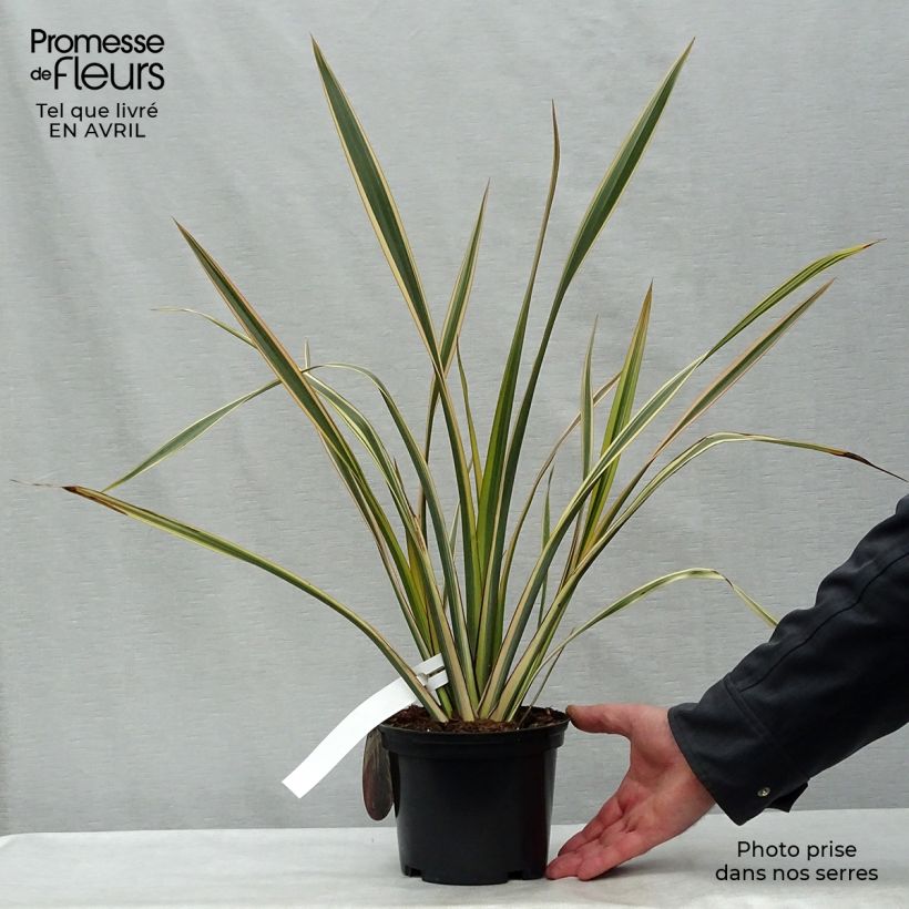 Exemplaar van Phormium Golden Ray - Nieuw-Zeelands vlas Pot van 2 l/3 l zoals geleverd in de lente