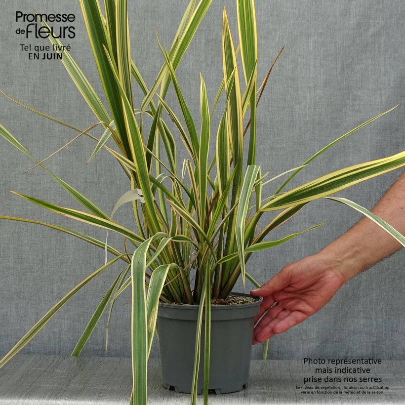 Exemplaar van Phormium Golden Ray - Nieuw-Zeelands vlas Pot van 2 l/3 l zoals geleverd in de zomer