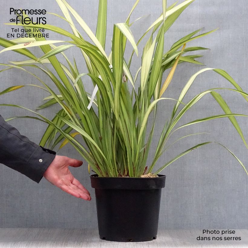 Example of Phormium Golden Ray - Lin de Nouvelle-Zélande Pot van 7,5 l/10 l as you get in hiver