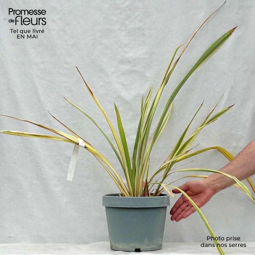 Exemplaar van Phormium Golden Ray - Nieuw-Zeelands vlas Pot van 7,5 l/10 l zoals geleverd in de lente
