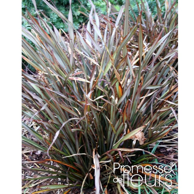 Phormium Jack Spratt - Nieuw-Zeelands vlas (Groeiplaats)