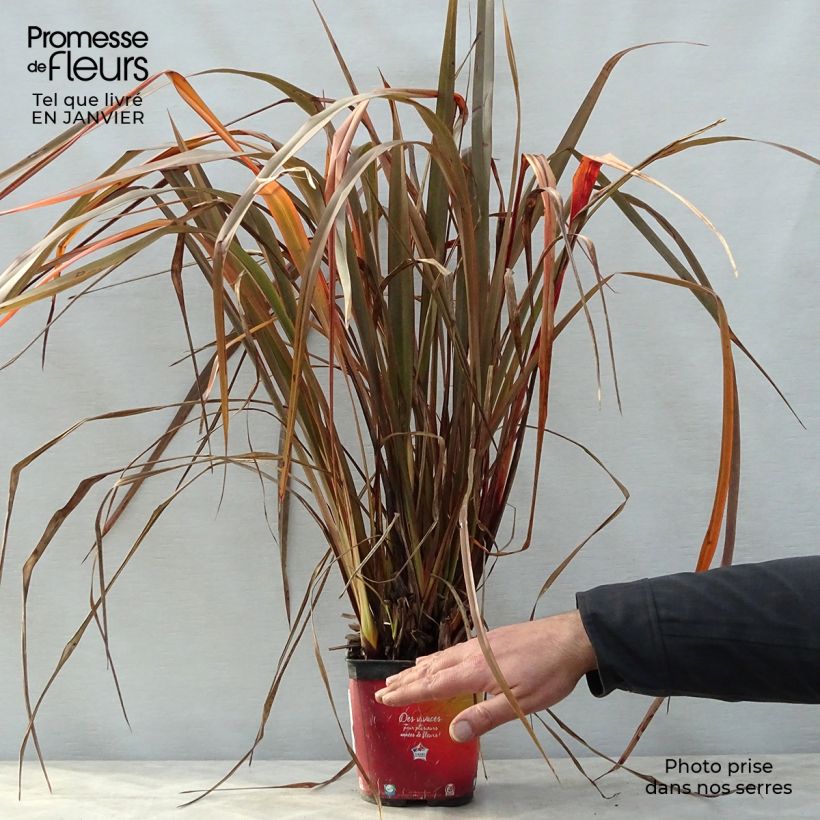 Exemplaar van Phormium Jack Spratt - Nieuw-Zeelands vlas Pot van 2 l/3 l zoals geleverd in de winter
