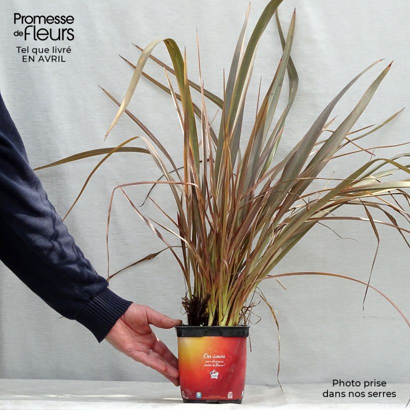 Exemplaar van Phormium Jack Spratt - Nieuw-Zeelands vlas Pot van 2 l/3 l zoals geleverd in de lente